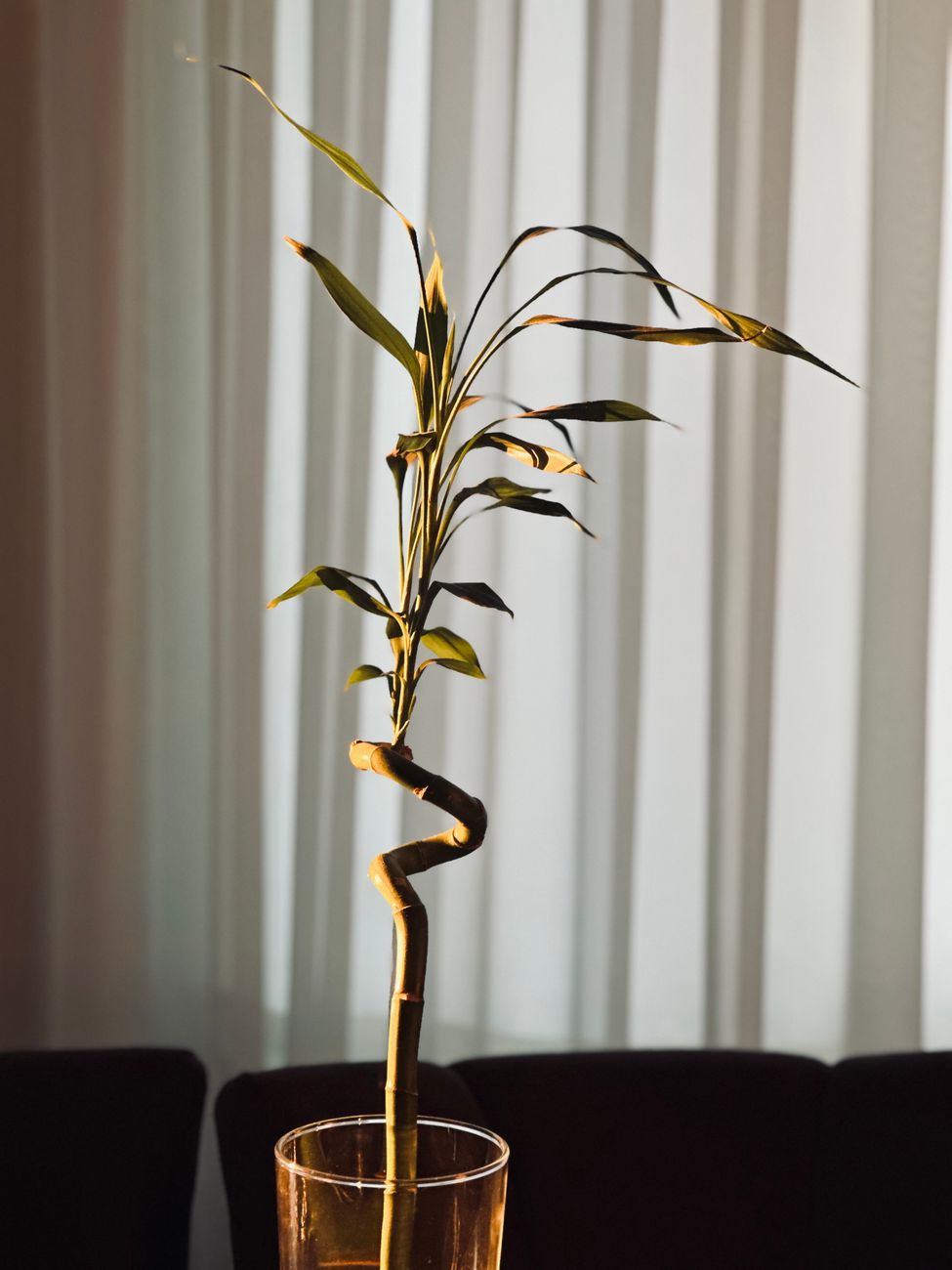 Bambu da sorte de caule espiralado num copo de vidro com água