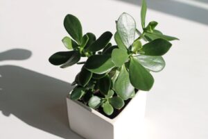 Planta jade em vaso branco quadrado recebendo luz natural