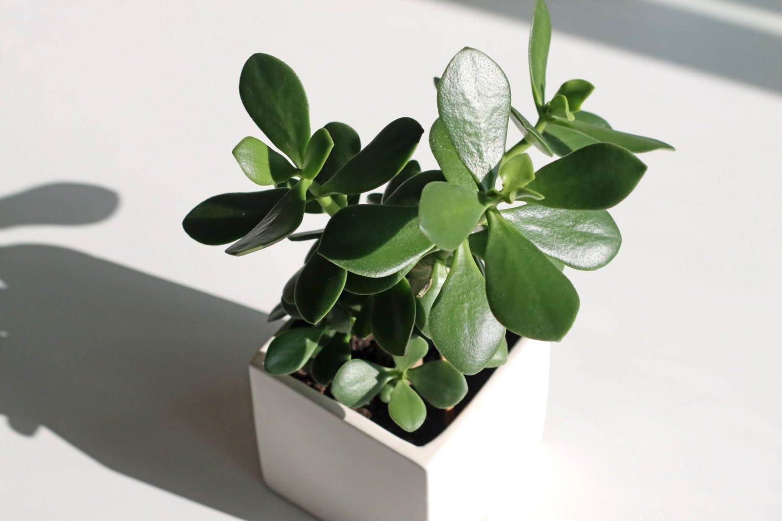 Planta jade em vaso branco quadrado recebendo luz natural
