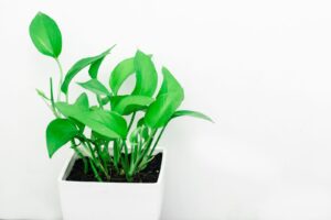 Jiboia em vaso branco contra uma parede clara