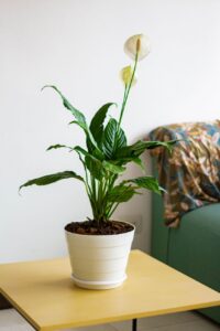 Lírio da paz florido em vaso branco sobre uma mesa de canto na sala