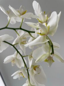 Orquídea branca florida vista de perto, dentro de casa