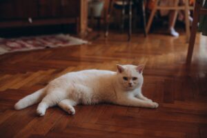 Gato branco deitado no chão de madeira de uma sala de casa