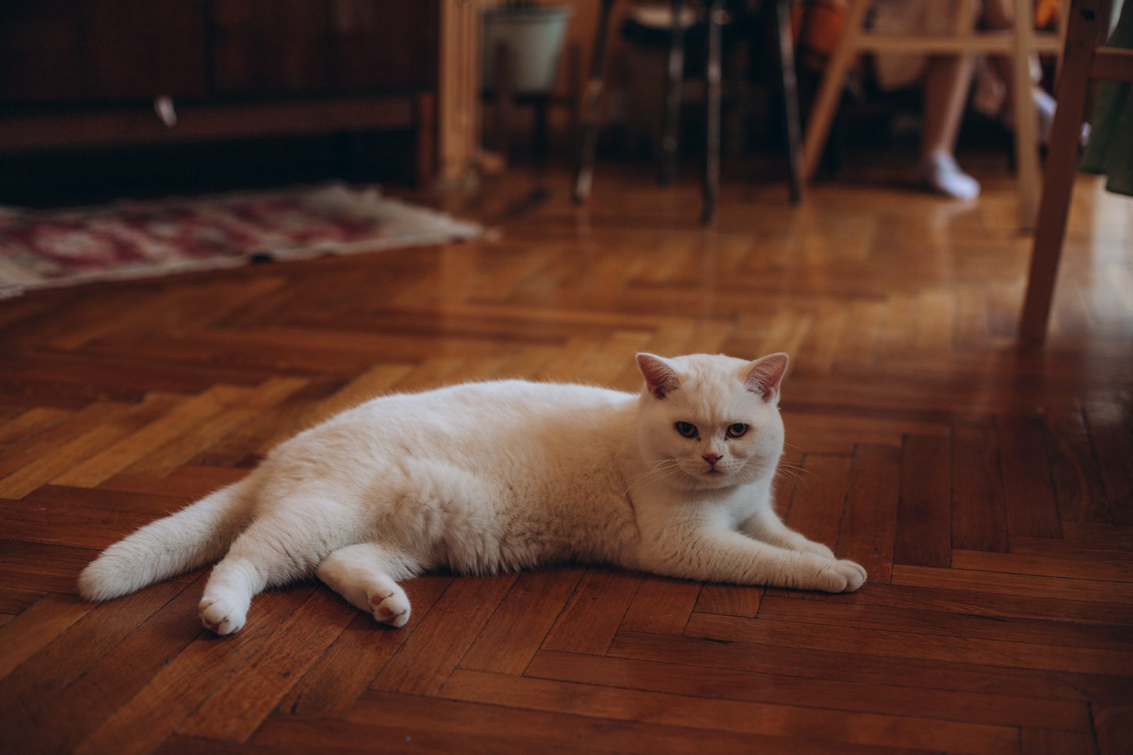 Gato branco deitado no chão de madeira de uma sala de casa